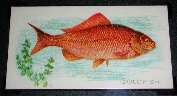 N8 14 Goldfish.jpg